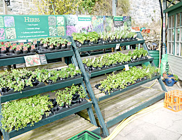 Best Indoor Plant Garden Centre - Garden Centre London