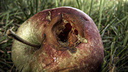 diseased apple