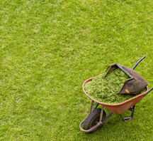 Barrow full of cut grass