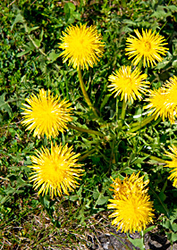 Clump of Dandelions