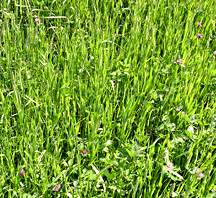 Long meadow grass