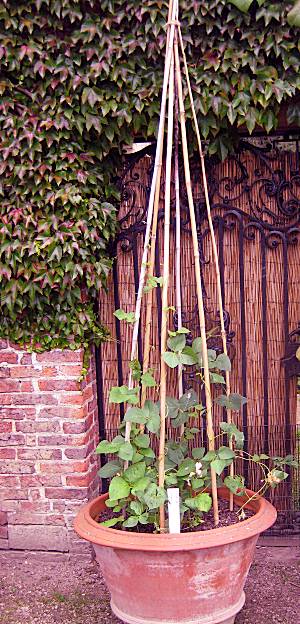 Peas on Canes