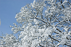 Snow laden branches